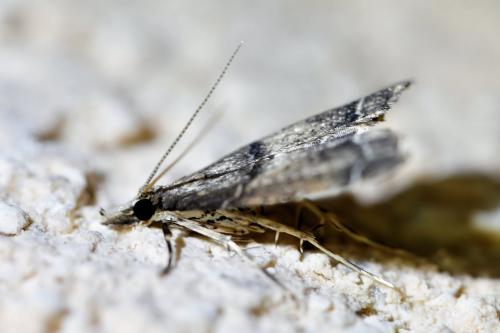 Réf. 336 308 : Diplopseustis perieresalis